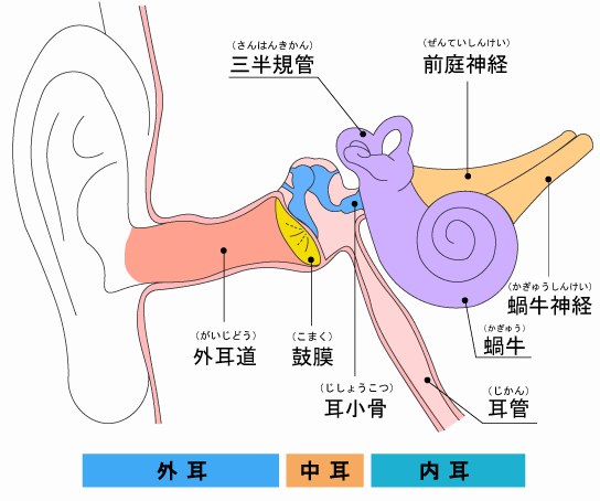 炎 は 外耳 と